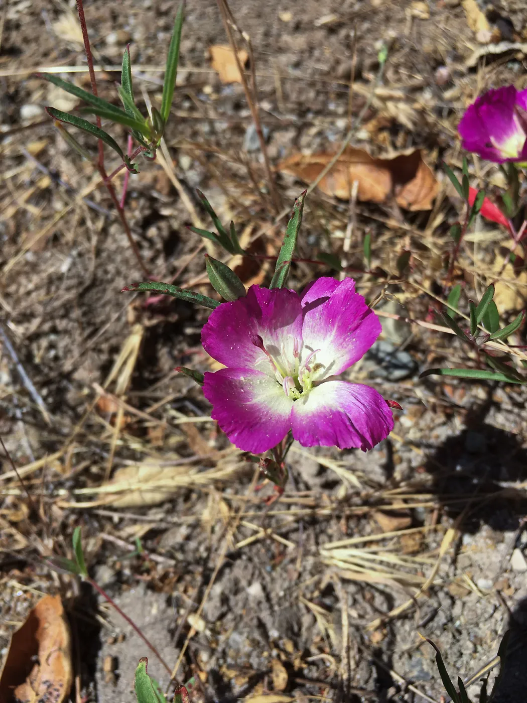 Pismo Clarkia