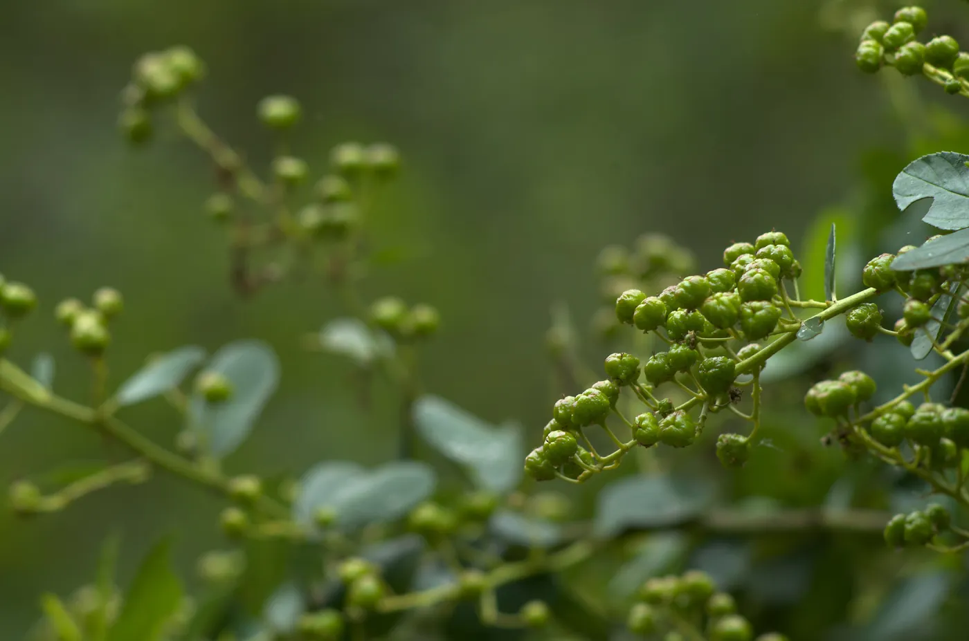 Island ceanothus (Ceanothus arboreus) fruits below the Centennial Maze