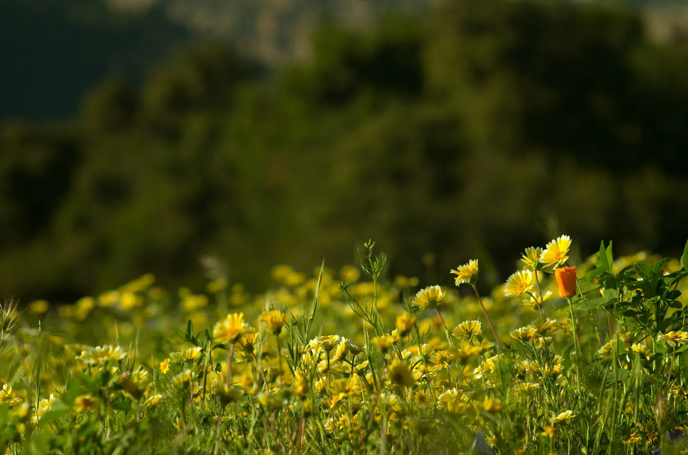 California poppy (Eschscholzia californica) and tidy tips (Layia platyglossa) blooming in â€œJason's Meadowâ€ located between the Horticulture Unit and the Pollinator Garden. 