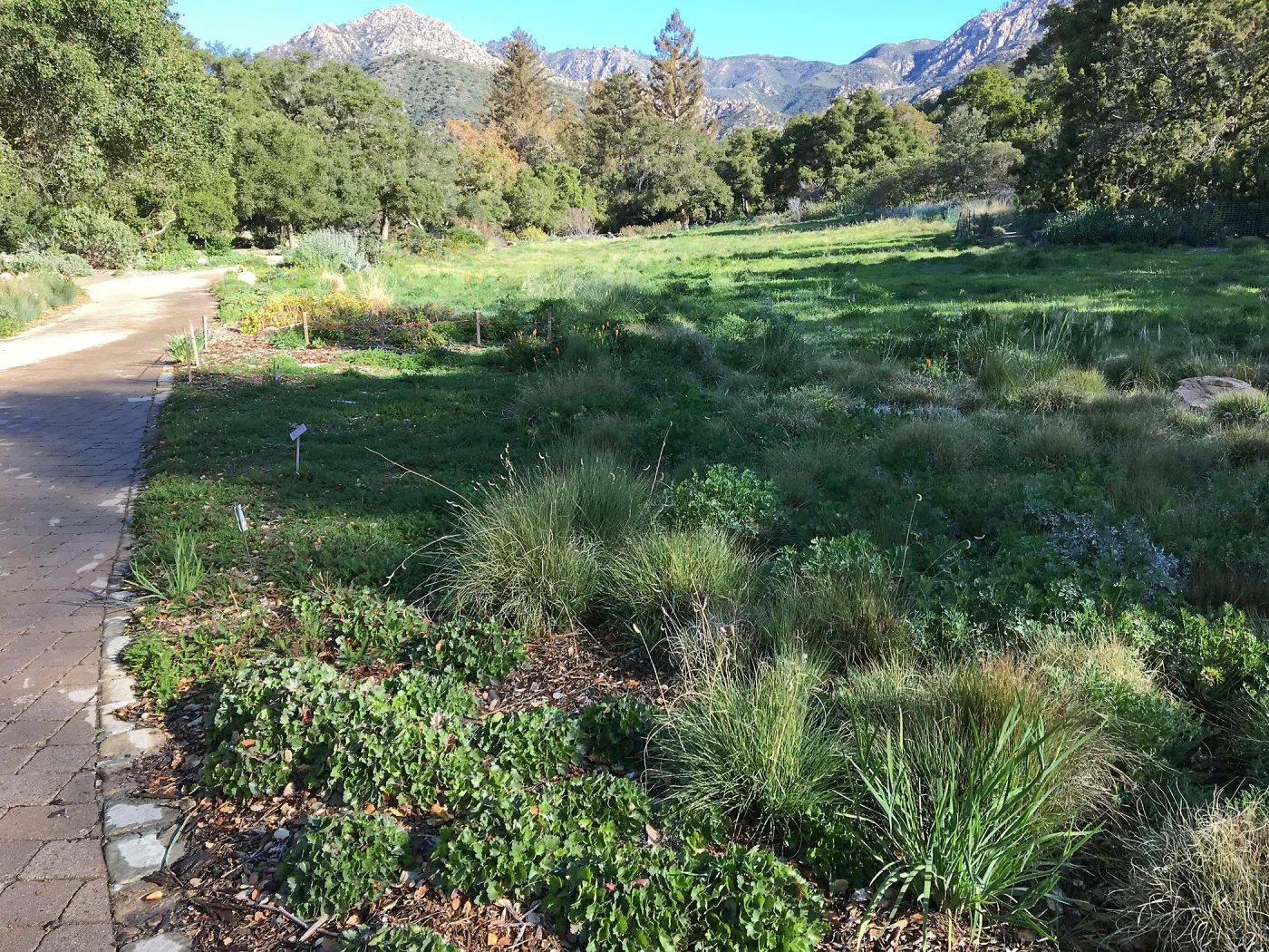 Meadow