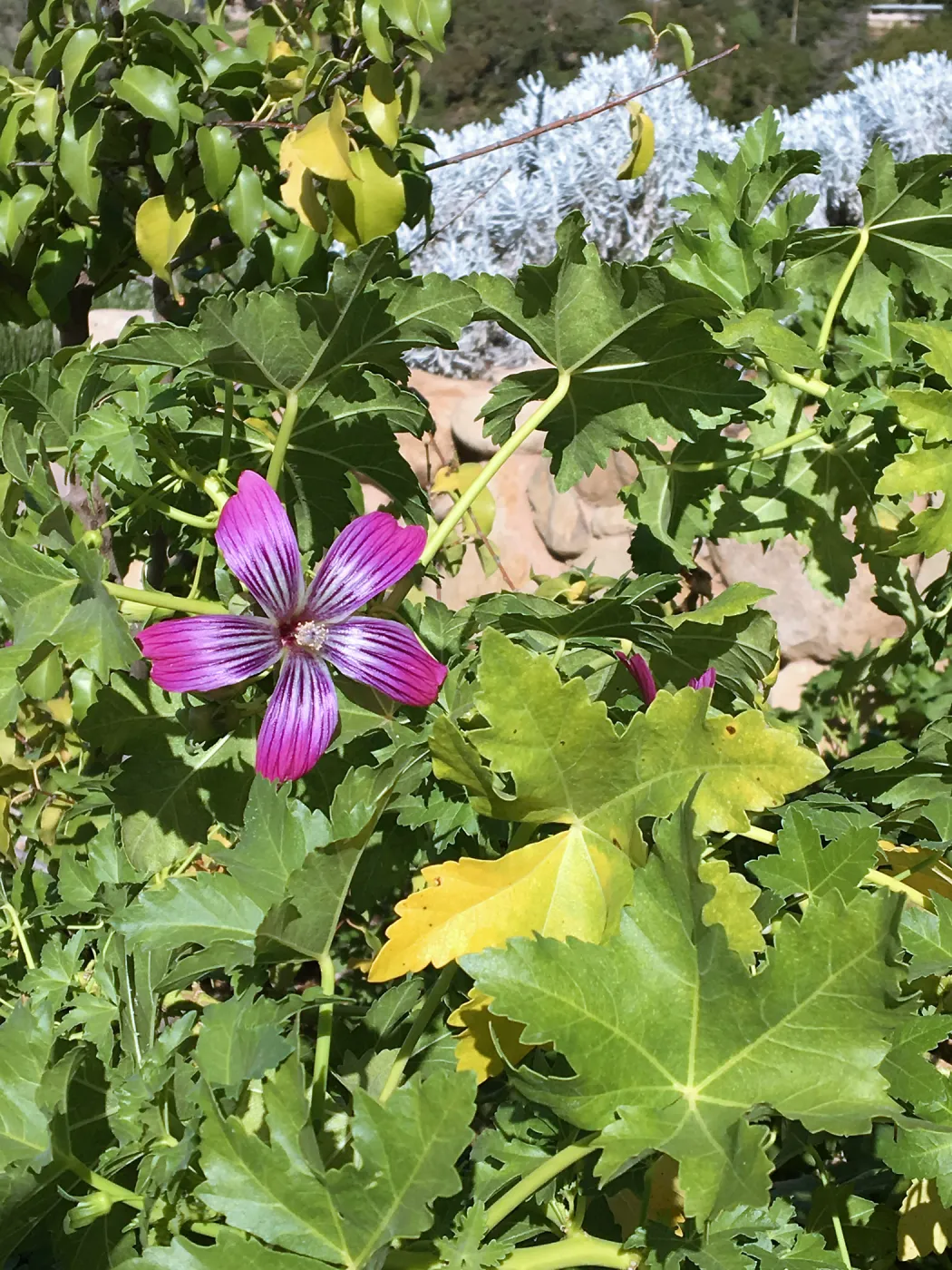 Malva Purissima