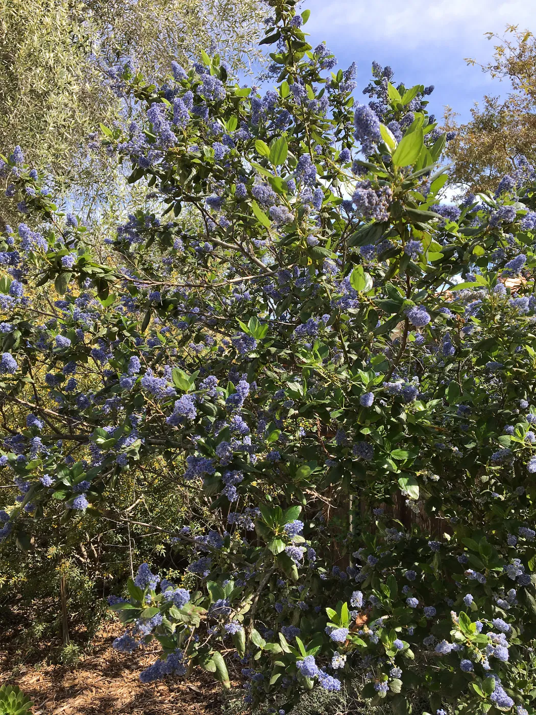 Ceanothus Ray Hartman at Betsy Collins garden