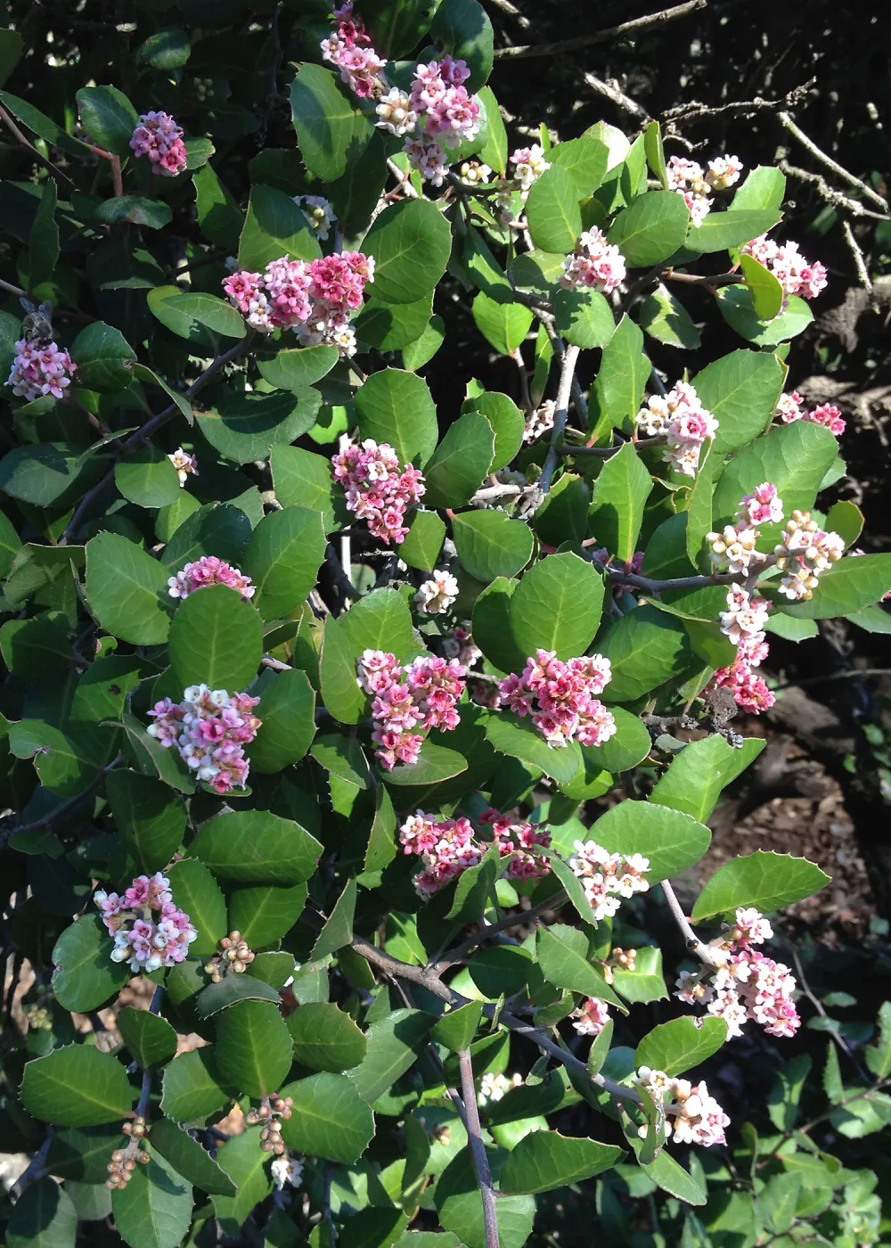 Rhus integrifolia flowers