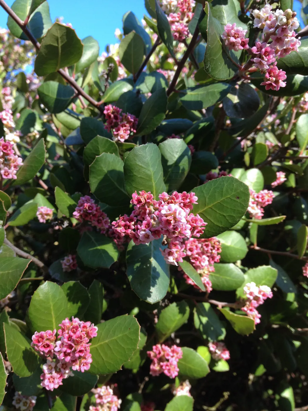 Rhus integrifolia flowers