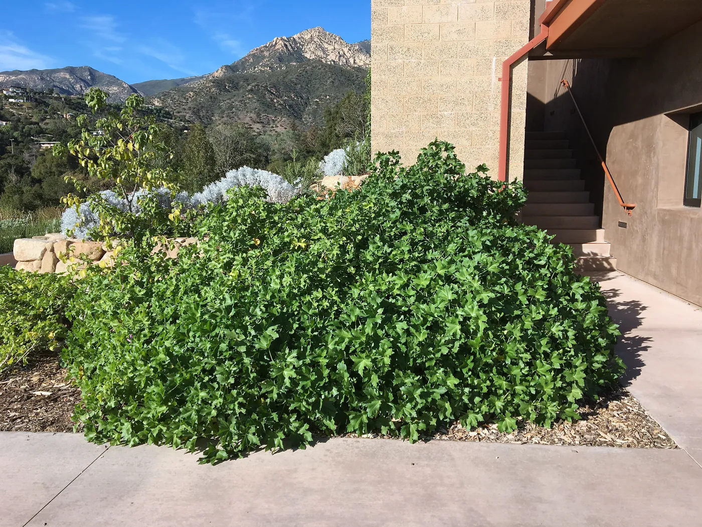 Island View Garden, Malva Purisima (Mallow)