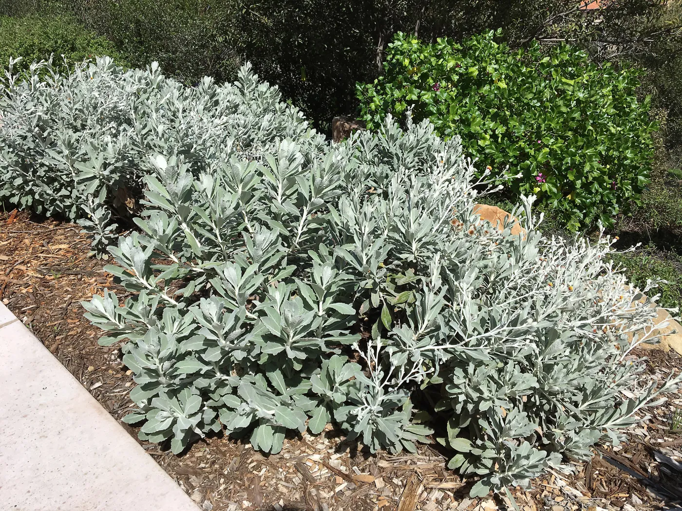 Hazardia detonsa 14-014 at the Island View Garden