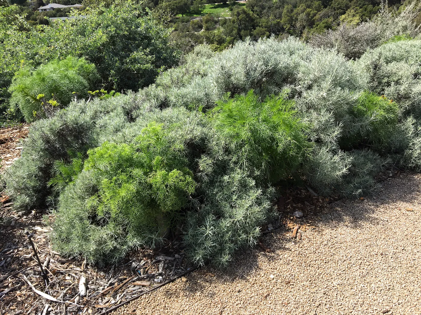 Artemisia nesiotica and Coreopsis gigantea at the Island View Garden