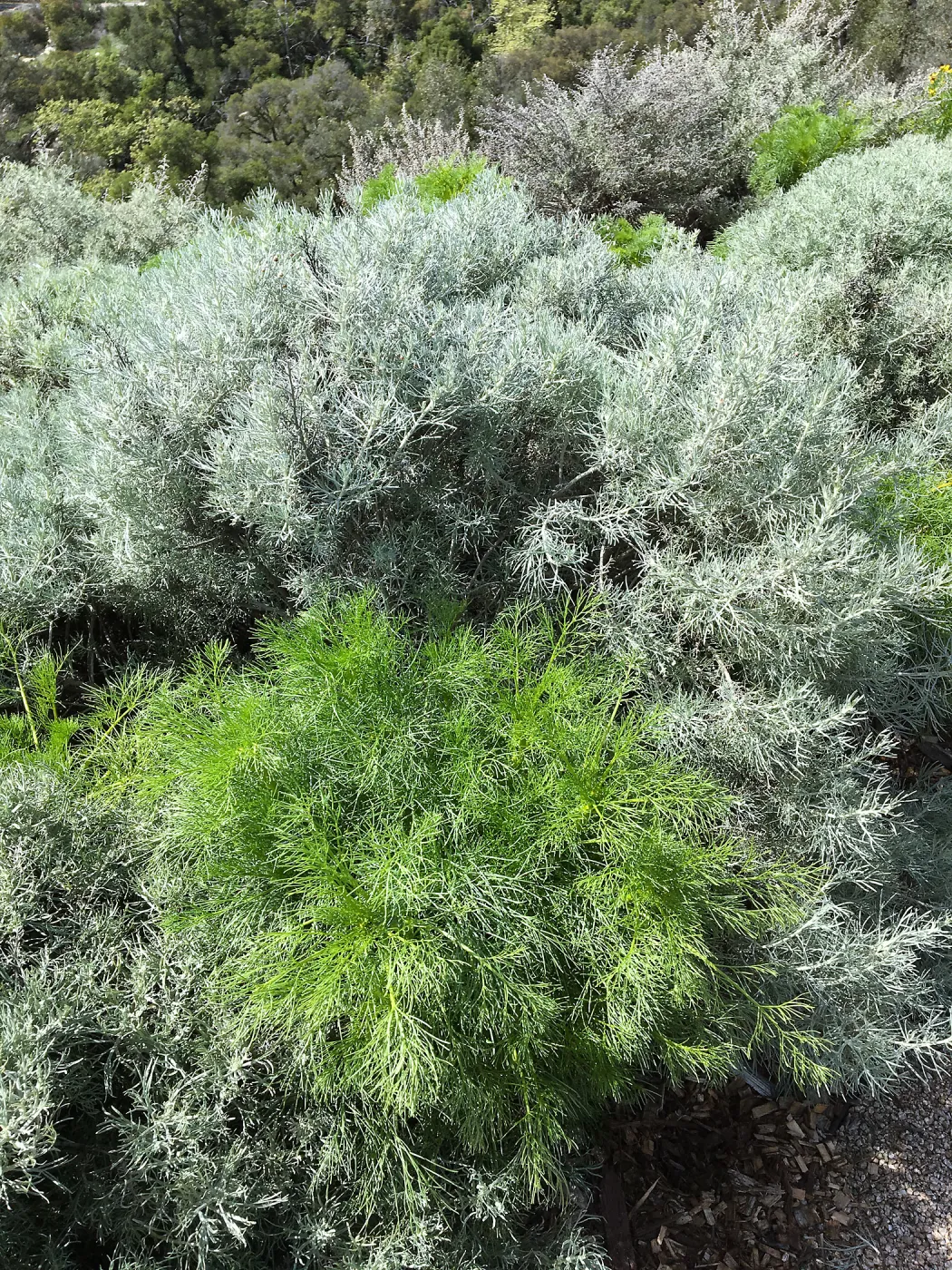 Artemisia nesiotica and Coreopsis gigantea at the Island View Garden