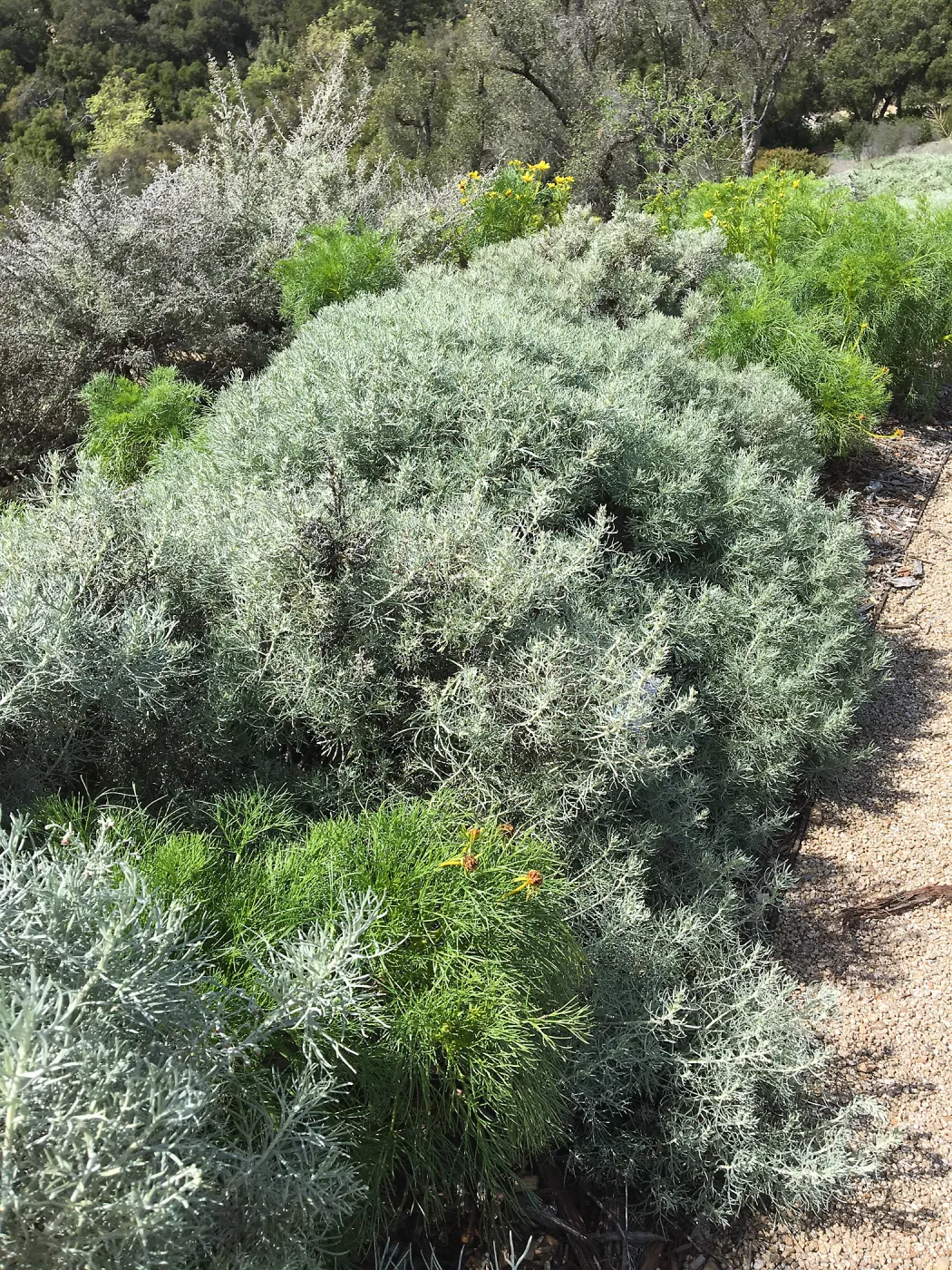 Artemisia nesiotica and Coreopsis gigantea at the Island View Garden