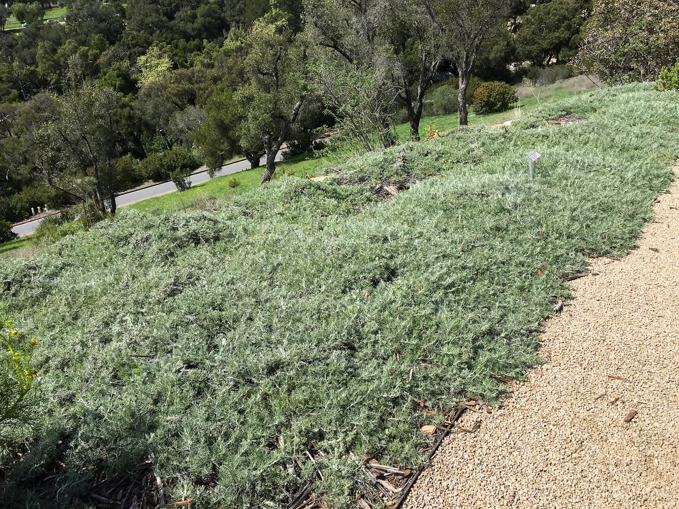 Artemisia Canyon Grey at the Island View Garden