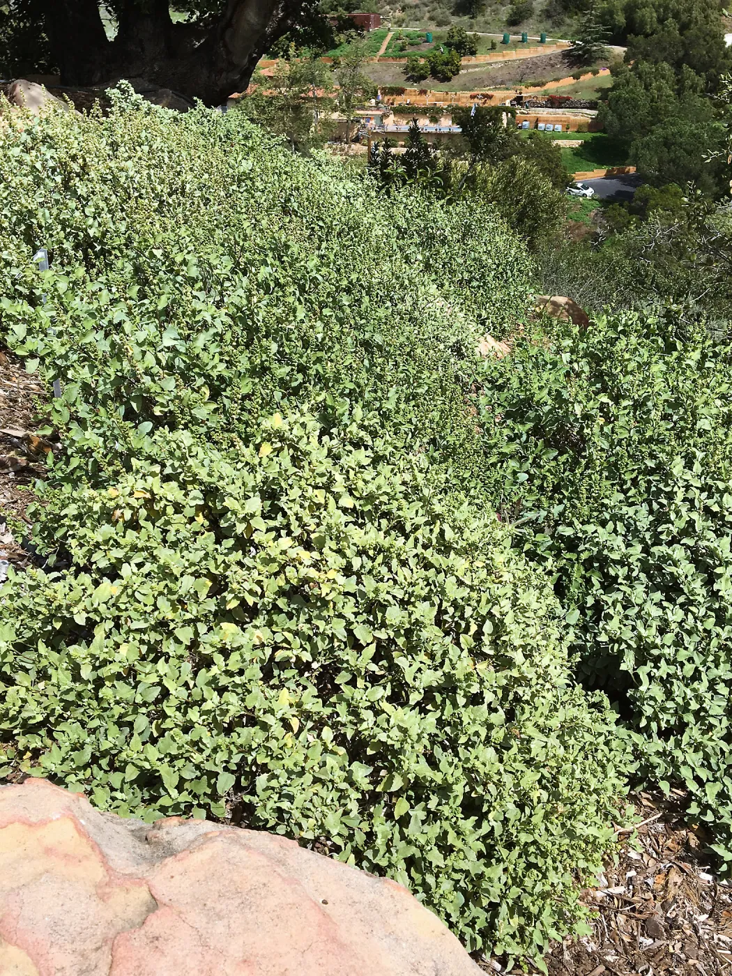 Ambrosia chenopodiifolia at the Island View Garden