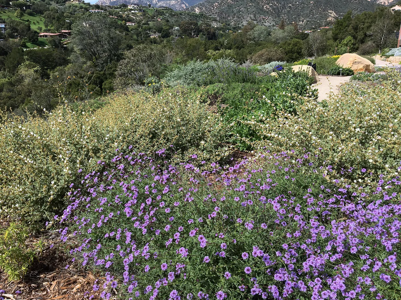 Verbena de la Mina and Sphaeralcea La Luna at the Island View Garden