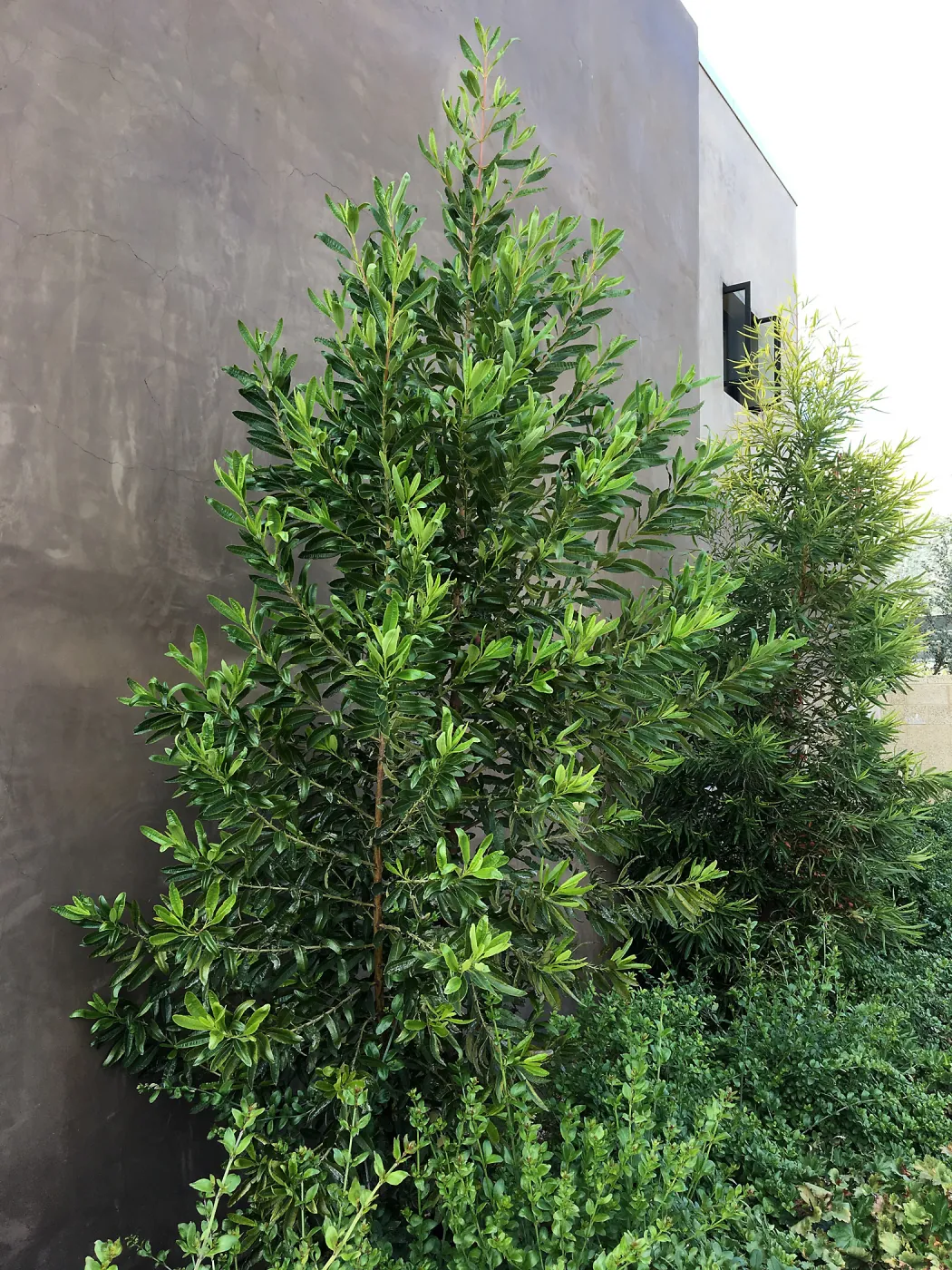 Island View Garden, Lyonothamnus floribundus floribundus on east side of building