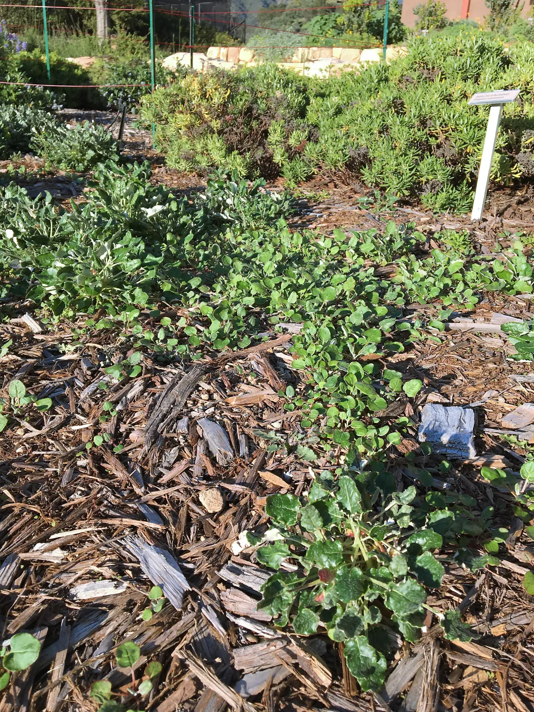Eriogonum grande rubescens and voluteer seedlings in Island View Garden