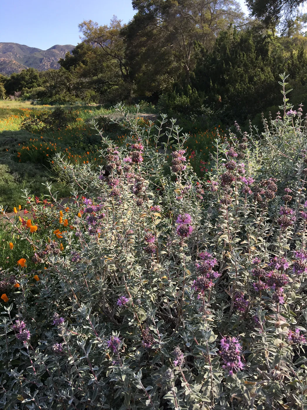 Salvia (Sage) Tilden Prostrate in Ground Cover Display