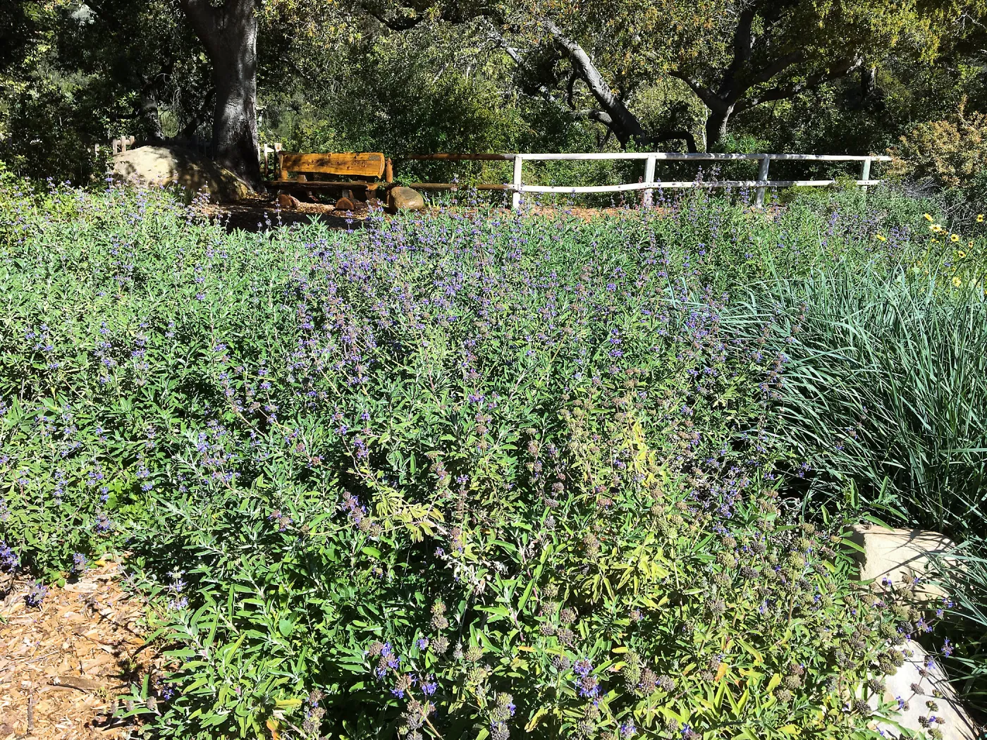 Salvia (sage) Bon Bon northwest portion of Meadow border
