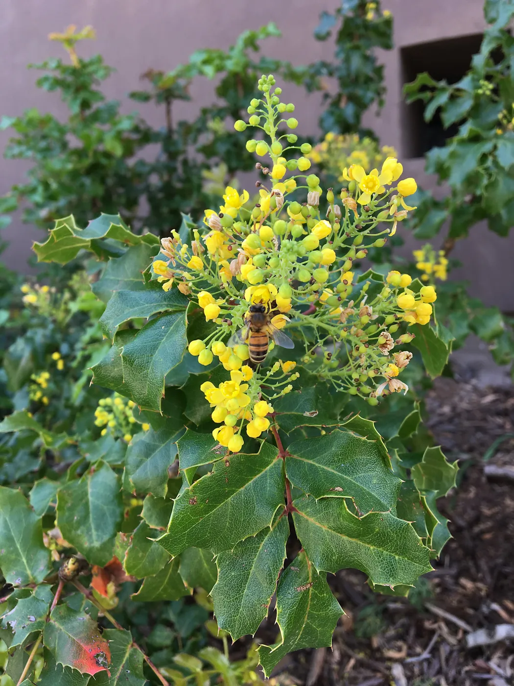 Honey bee on Berberis pinnata insularis at the PCC