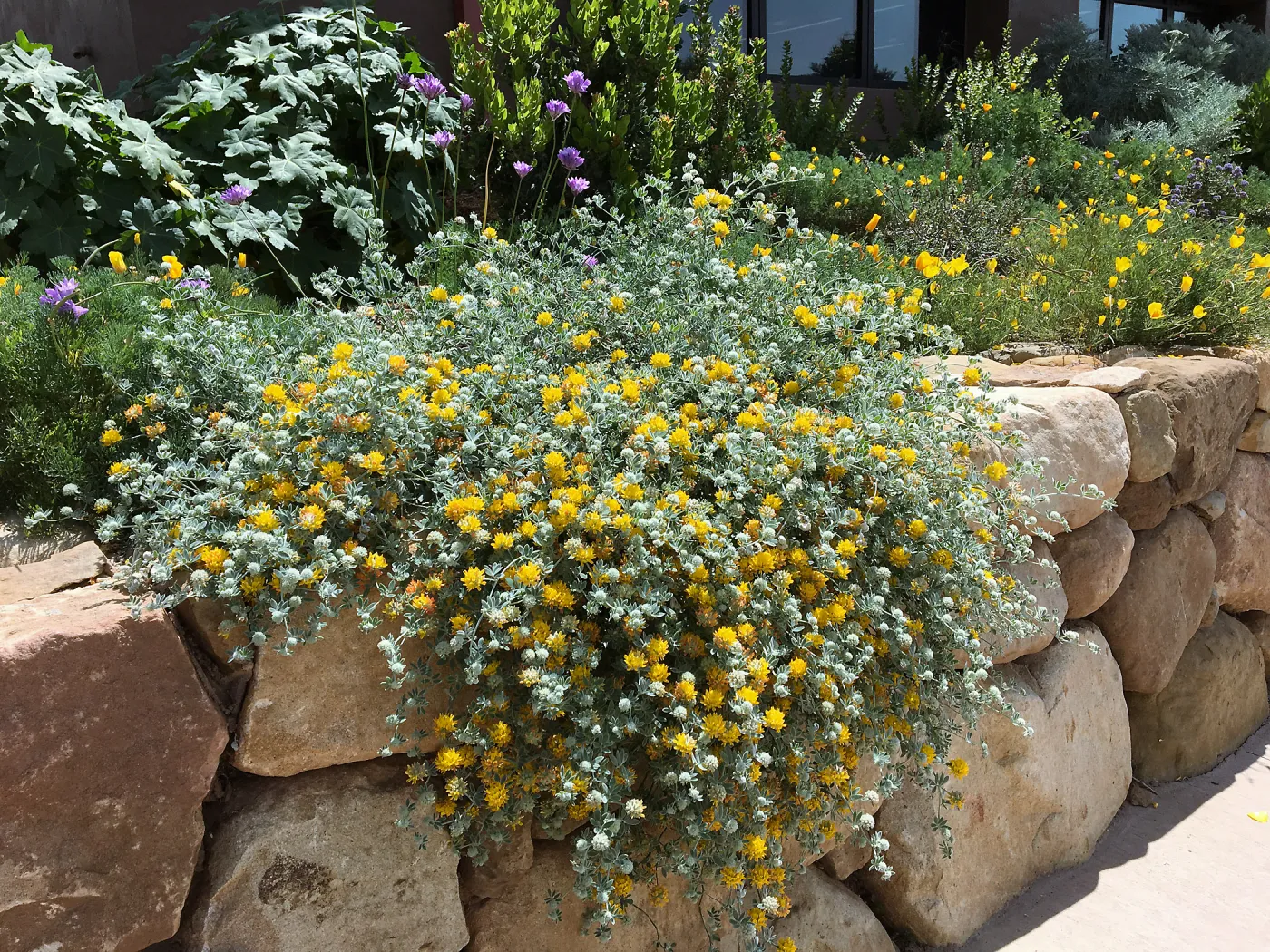 Acmispon argophyllus argenteus in Conservation Collection at the PCC