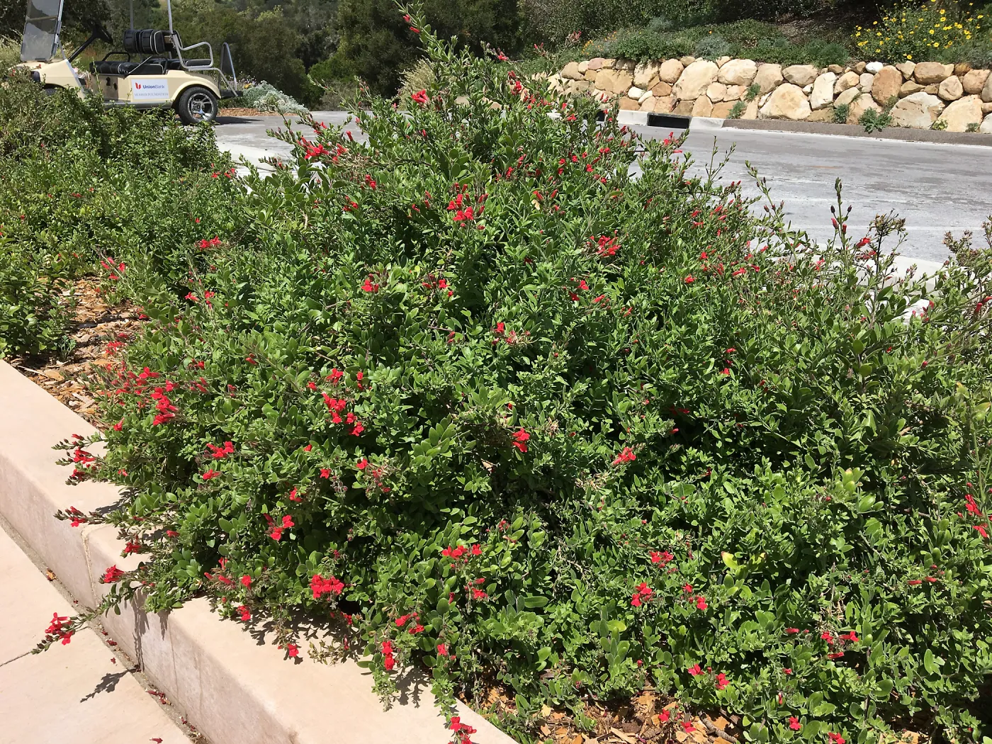 Gambelia Firecracker in bed on north side of PCC
