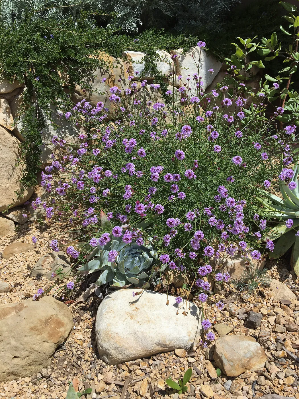 Verbena de la Mina at entry to the Pritzlaff Conservation Center