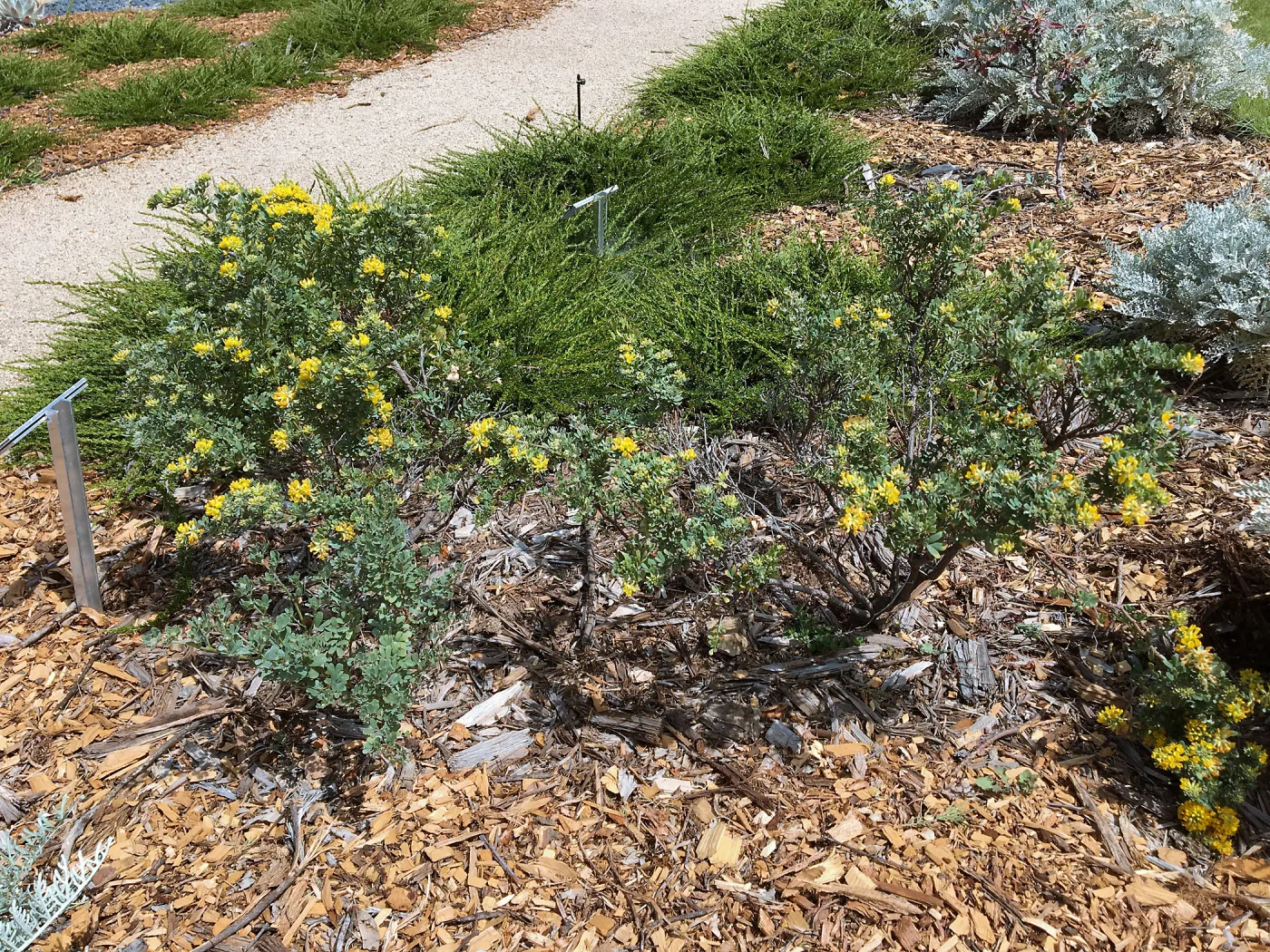 Acmispon dendroideus in Island View Garden