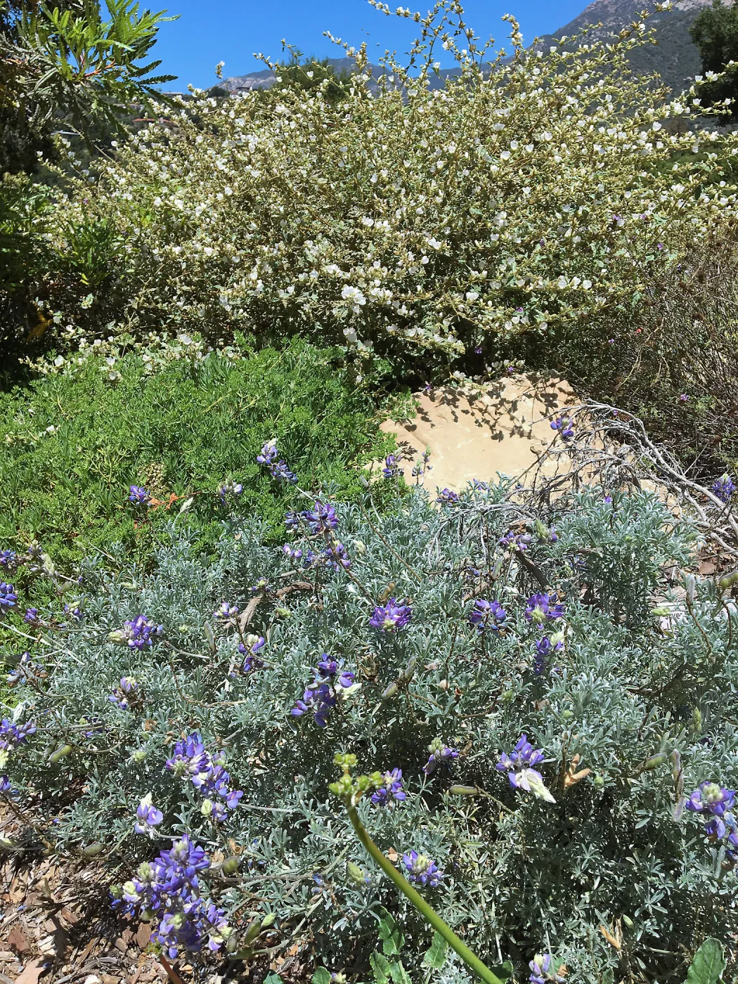 Island View Garden, Lupinus albifrons, Sphaeralcea La Luna