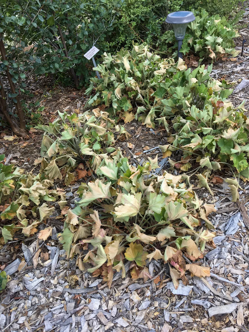 Heuchera on east side of PCC showing damage from extreme heat and wind event