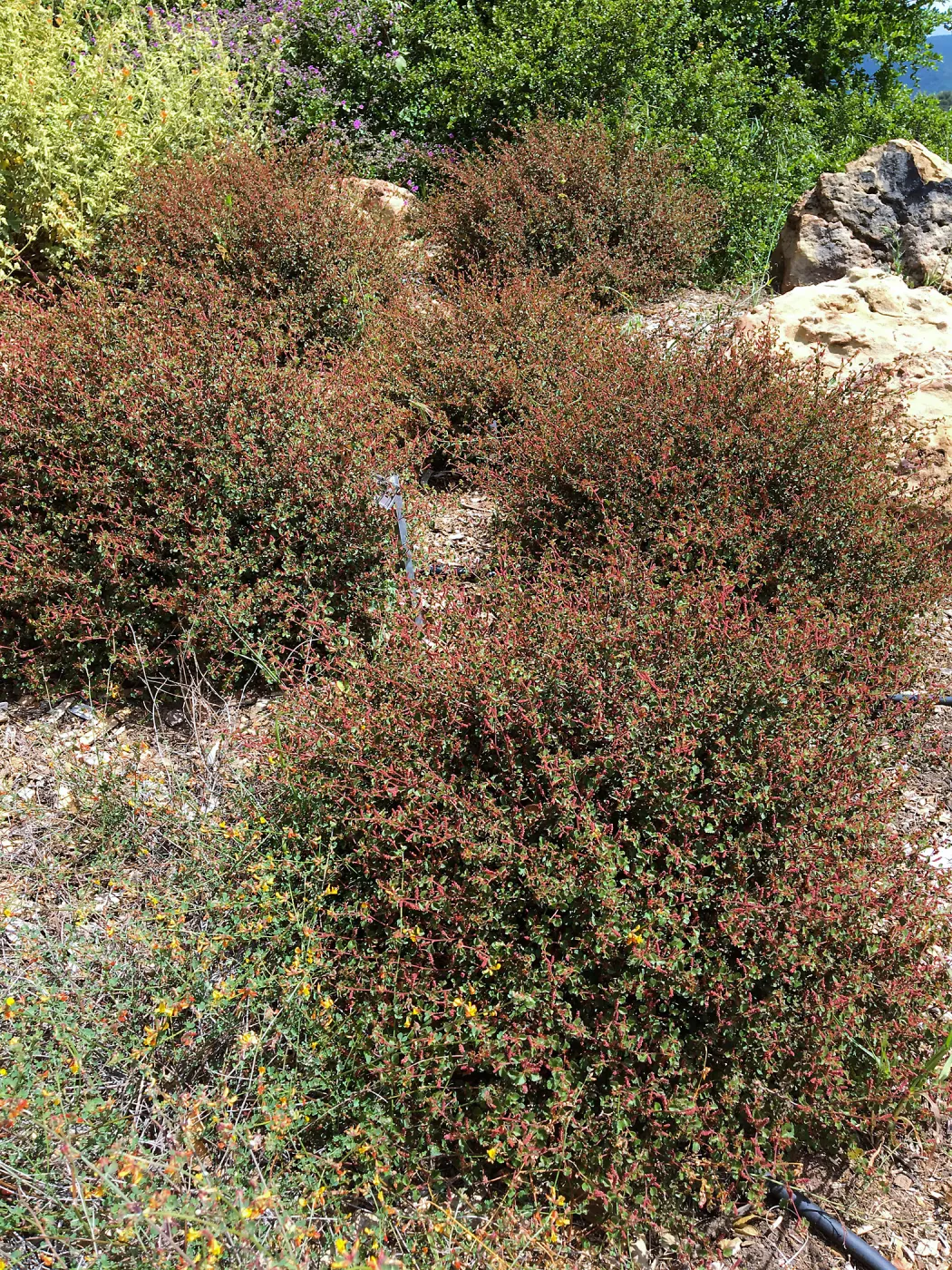 Acalypha californica 16-79 in new Island Section