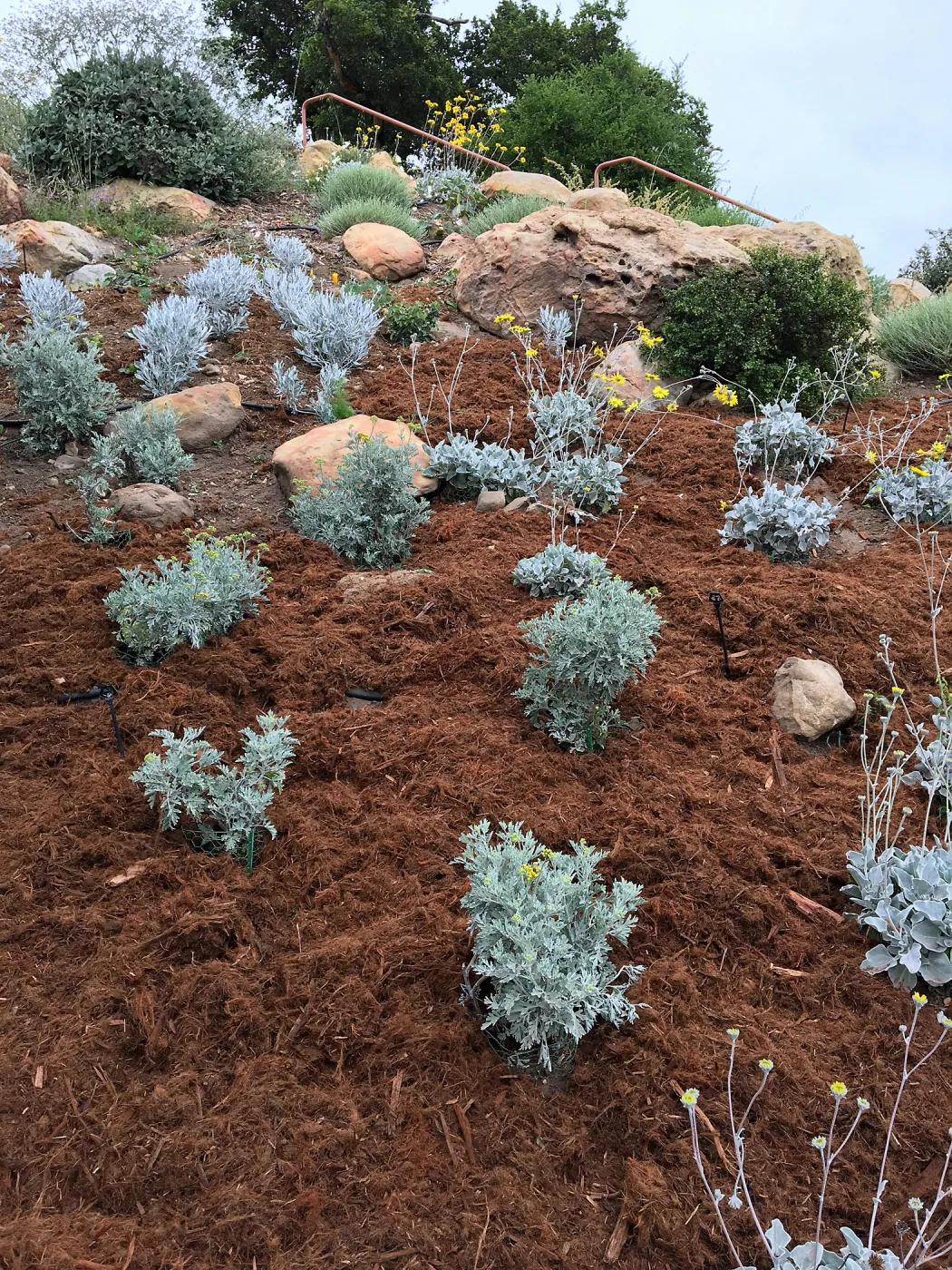 New plantings of Perityle incana & Bahiopsis laciniata in Baja Garden