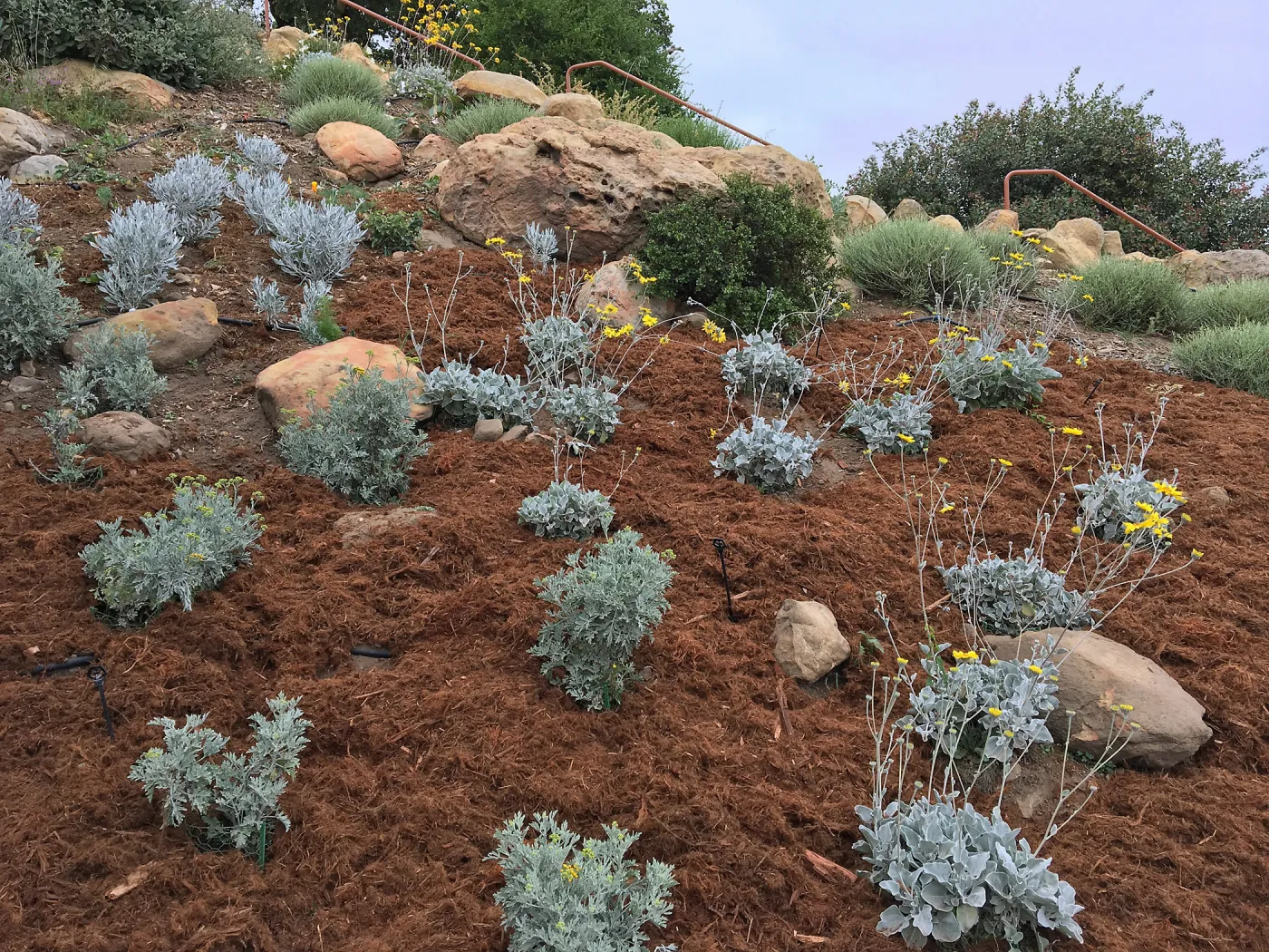 New plantings of Perityle incana & Bahiopsis laciniata in Baja Garden