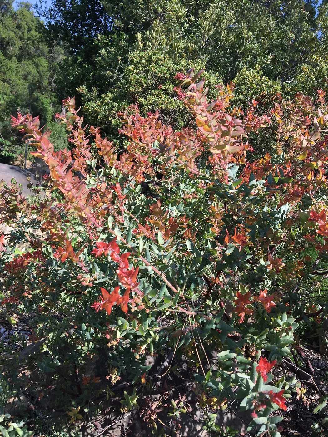 Arctostaphylos Paradise in the Manzanita Section
