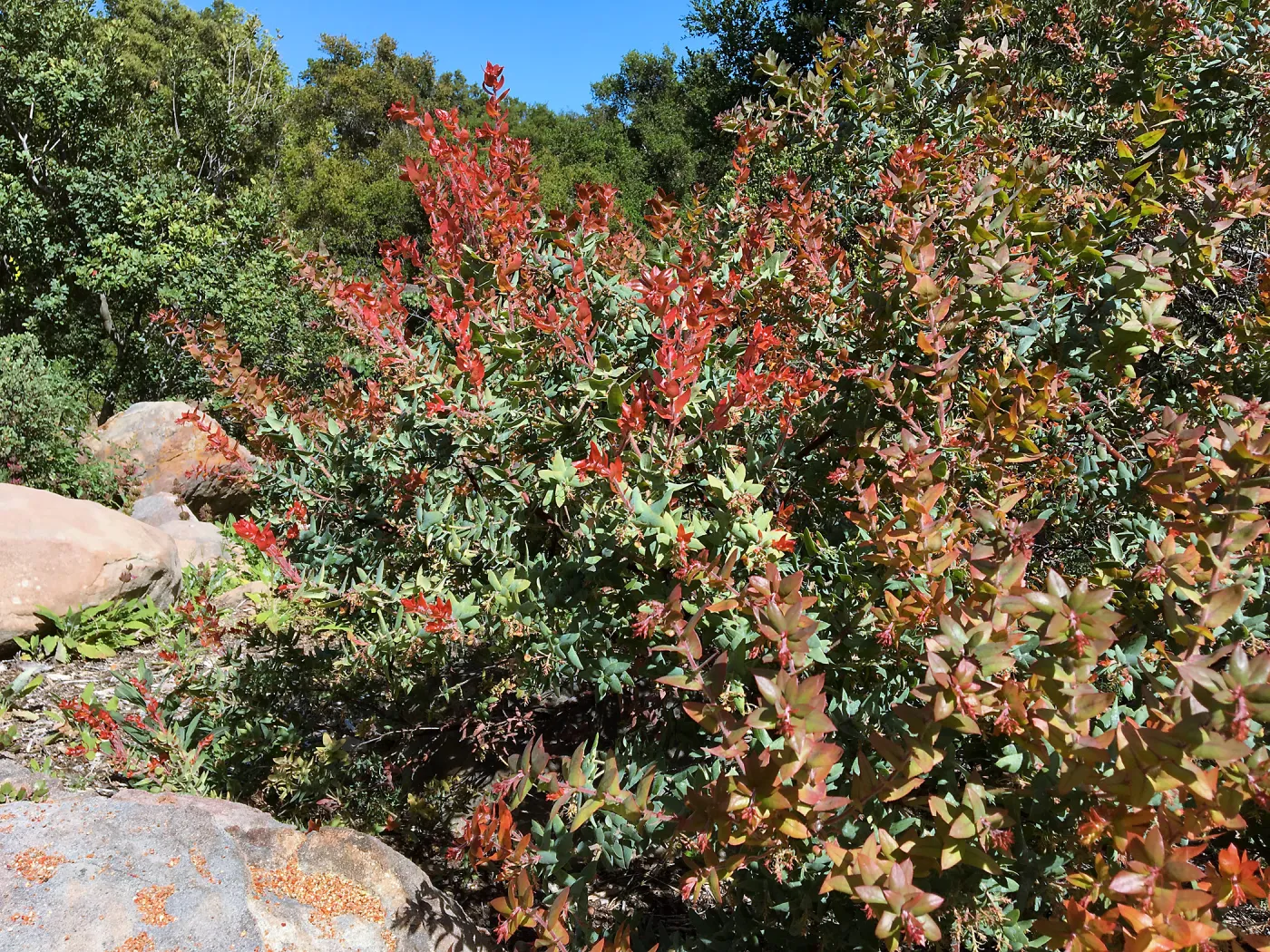 Arctostaphylos Paradise in the Manzanita Section