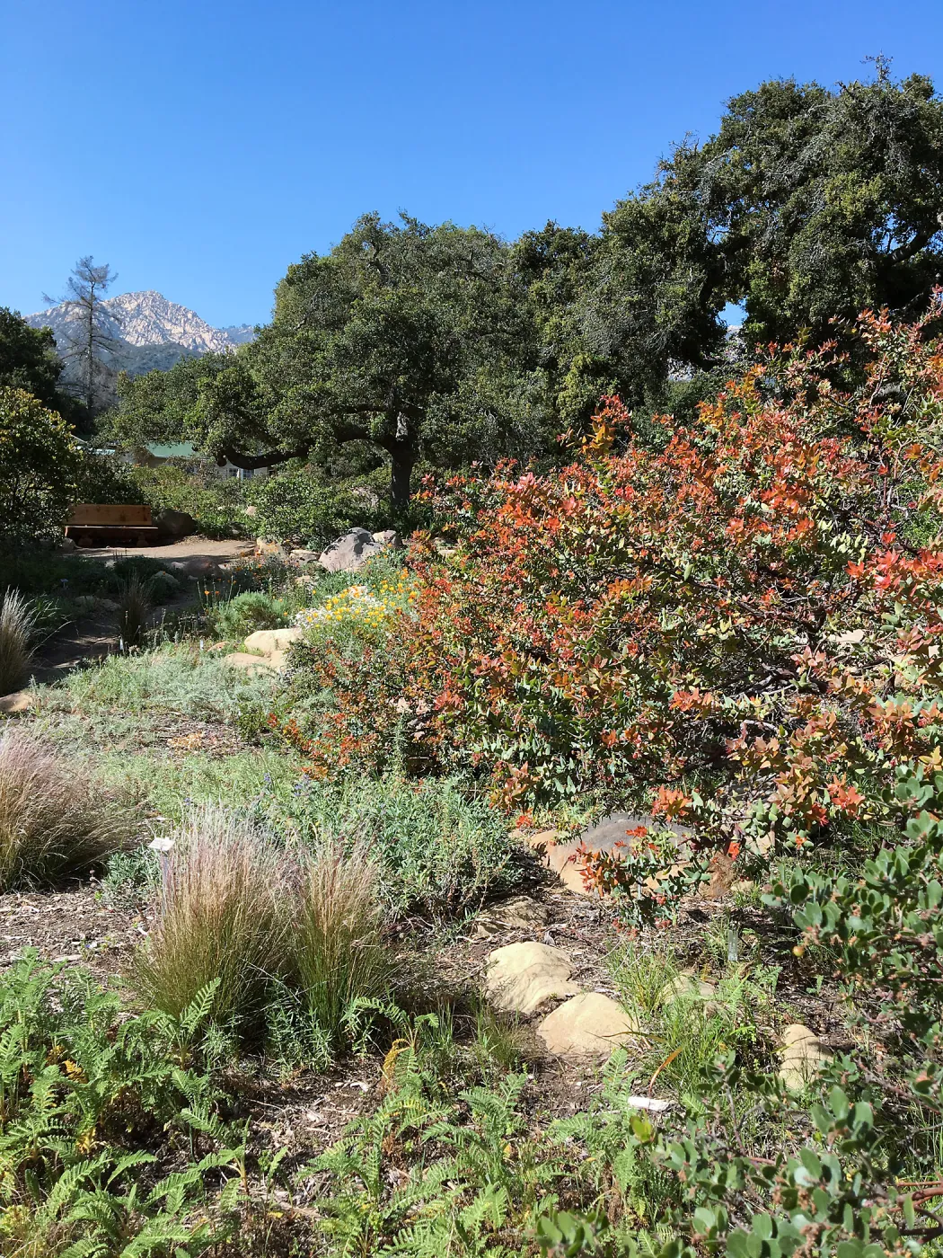 Arctostaphylos Paradise in the Manzanita Section