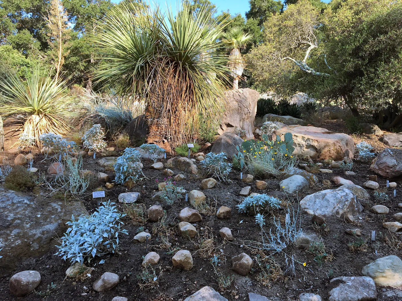 Front of Desert Section during application of new rock mulch