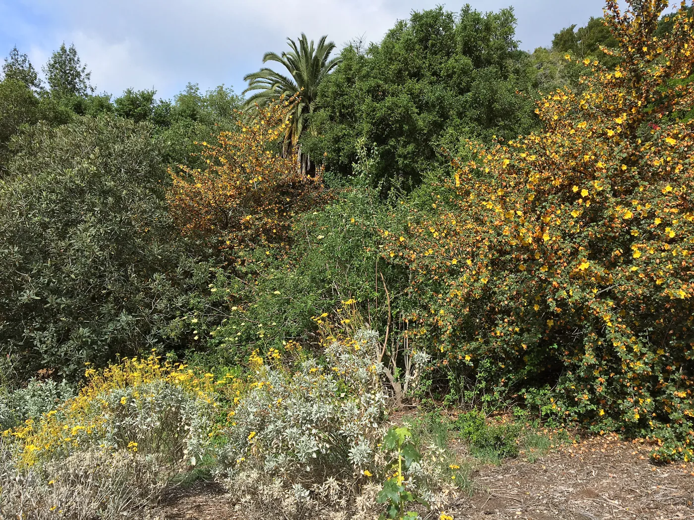 Tunnel Triangle, Encelia farinosa with Fremontodendron fire hybrids