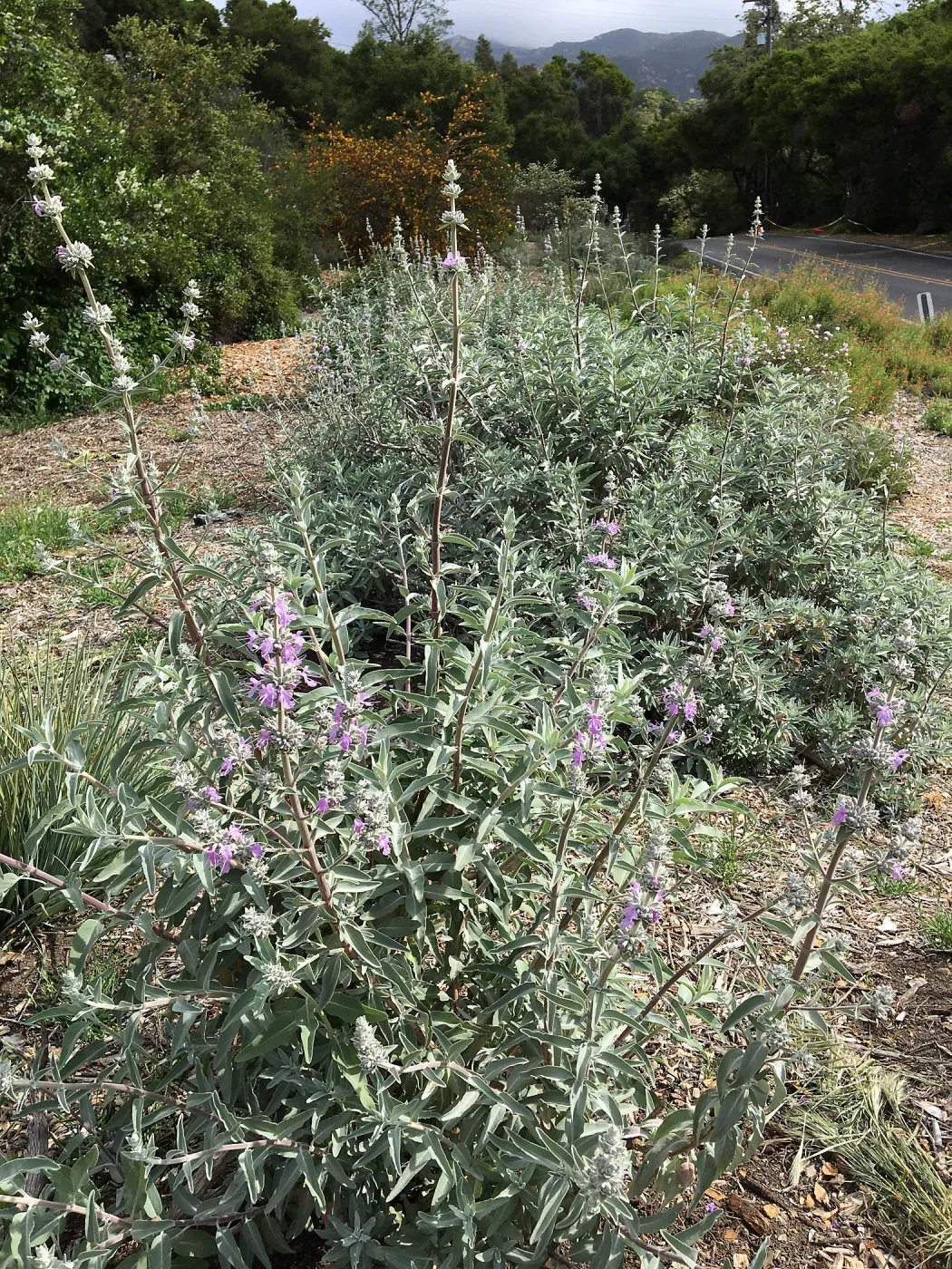 Tunnel Triangle, Salvia (Sage) Desperado