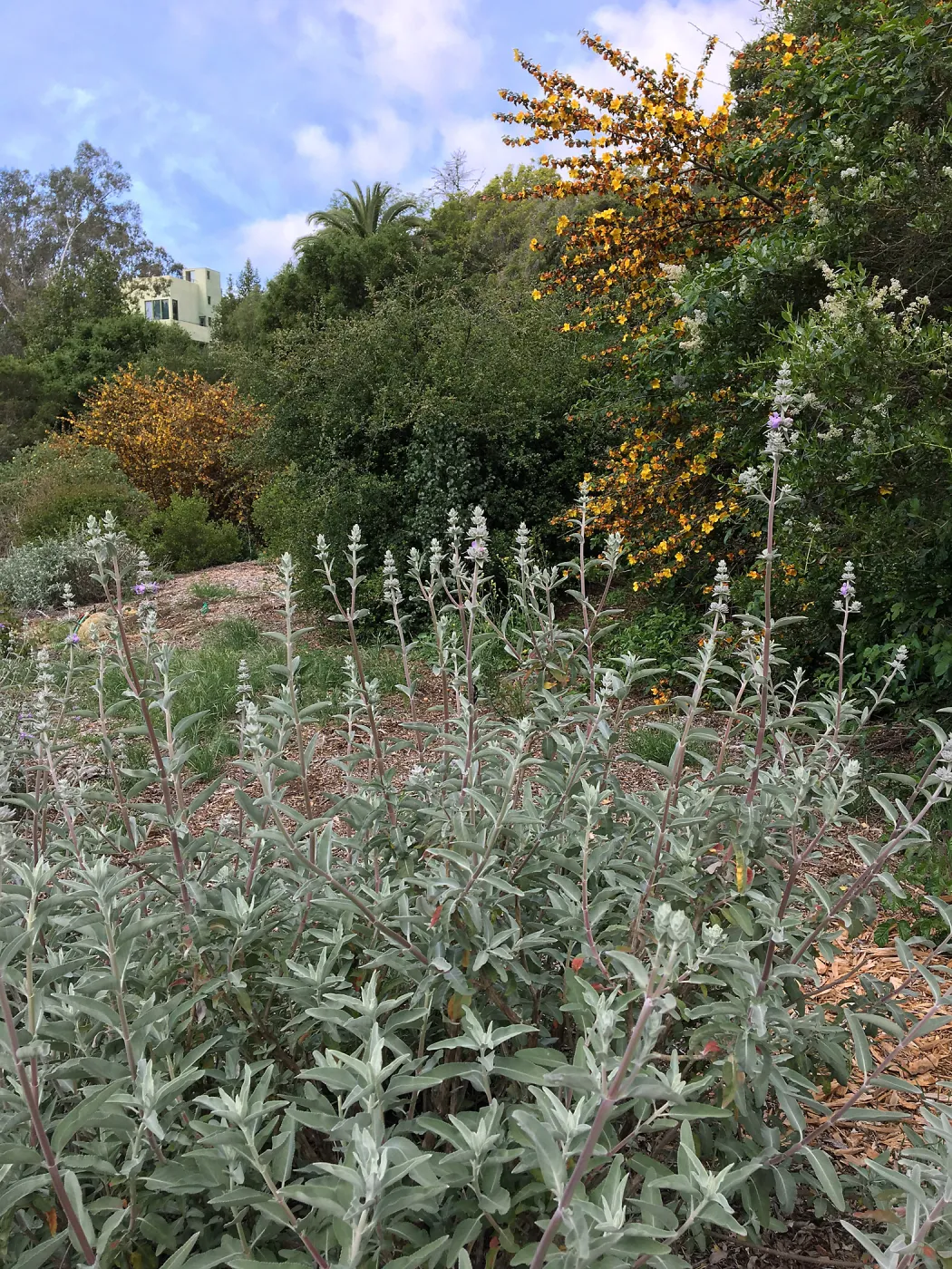 Tunnel Triangle, Salvia (Sage) Desperado with Fremontodendron (Flannelbush)in background