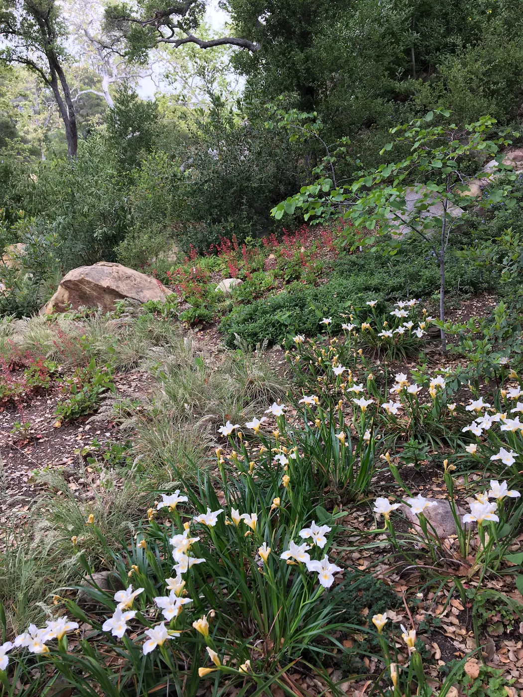 Wooded Dell