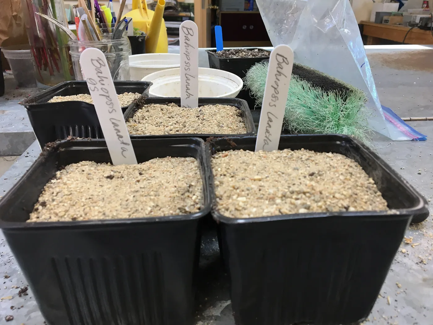 Seed pots in Hort Unit