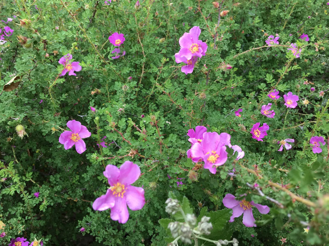 Rosa minutifolia in old Conservation Display