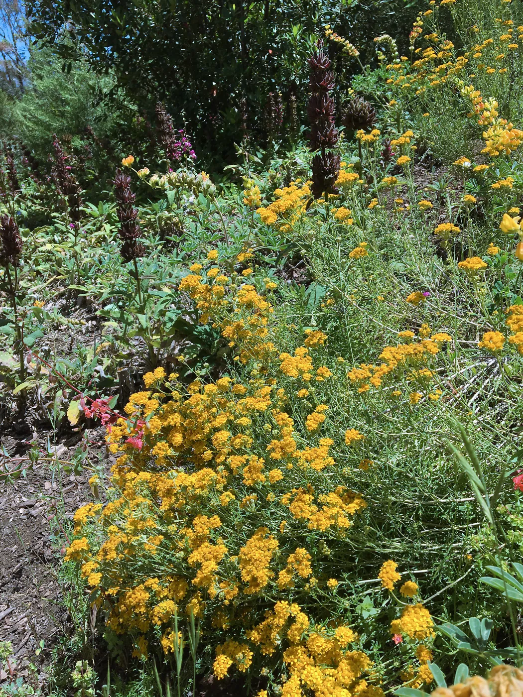 Acmispon glaber (Deerweed, California Broom) wth Salvia (Sage) spathacea on SW Trail