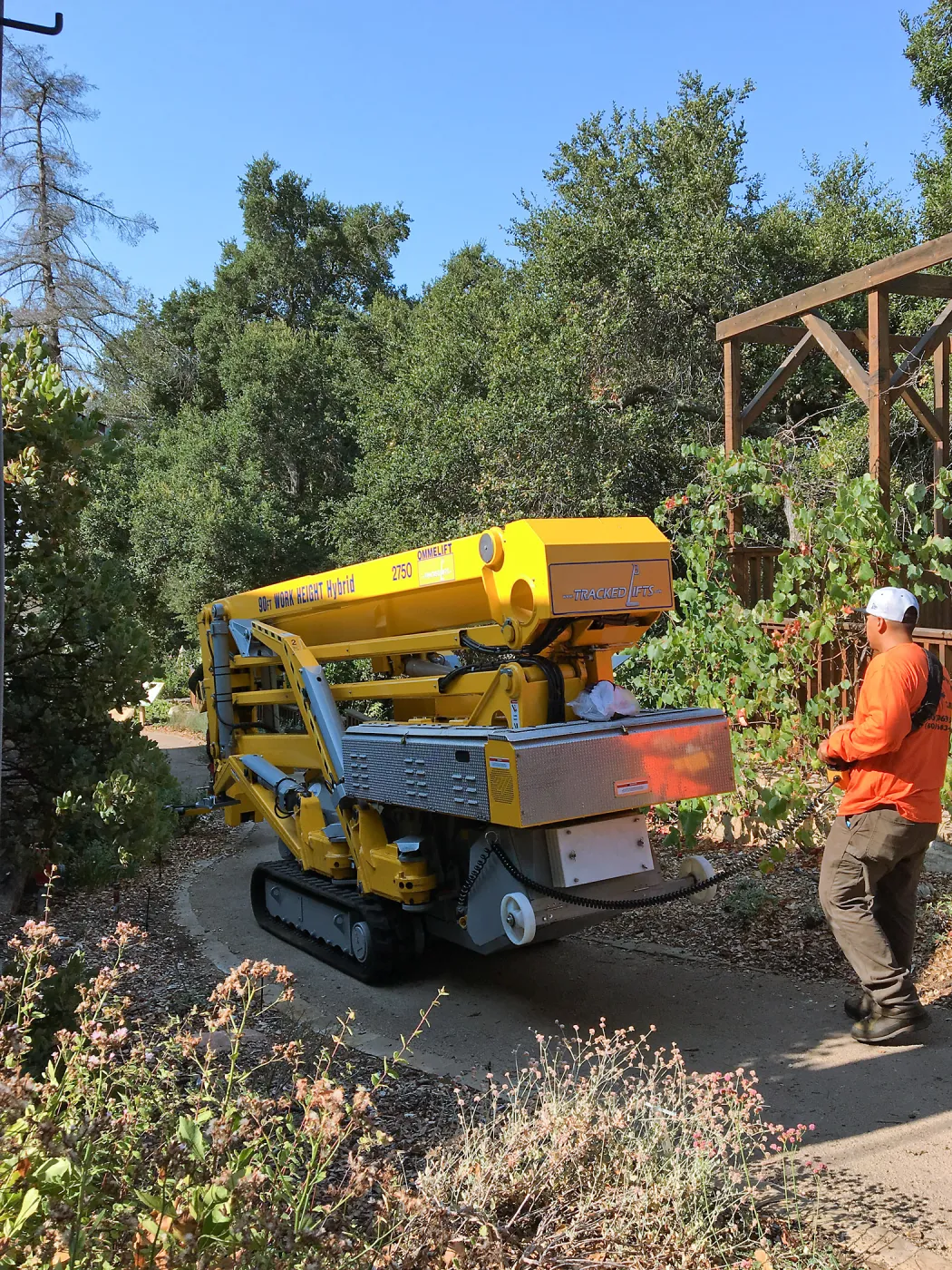 Crawler lift for removal of historic bigcone spruce at the cottage