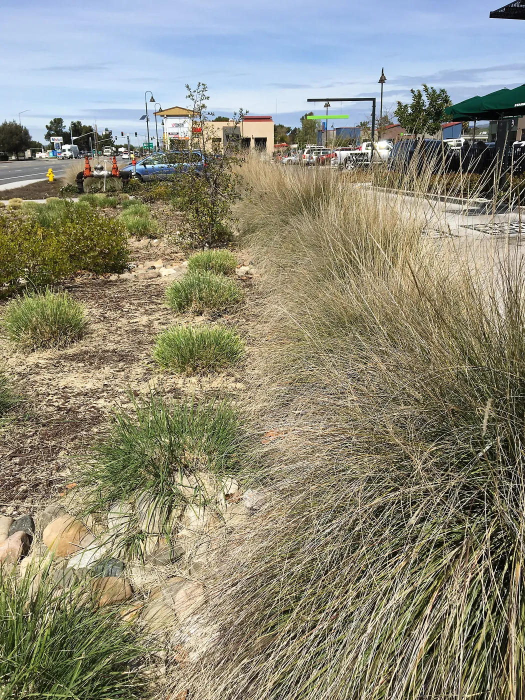 Muhlenbergia rigens and other natives in landscape at Starbucks in Buellton