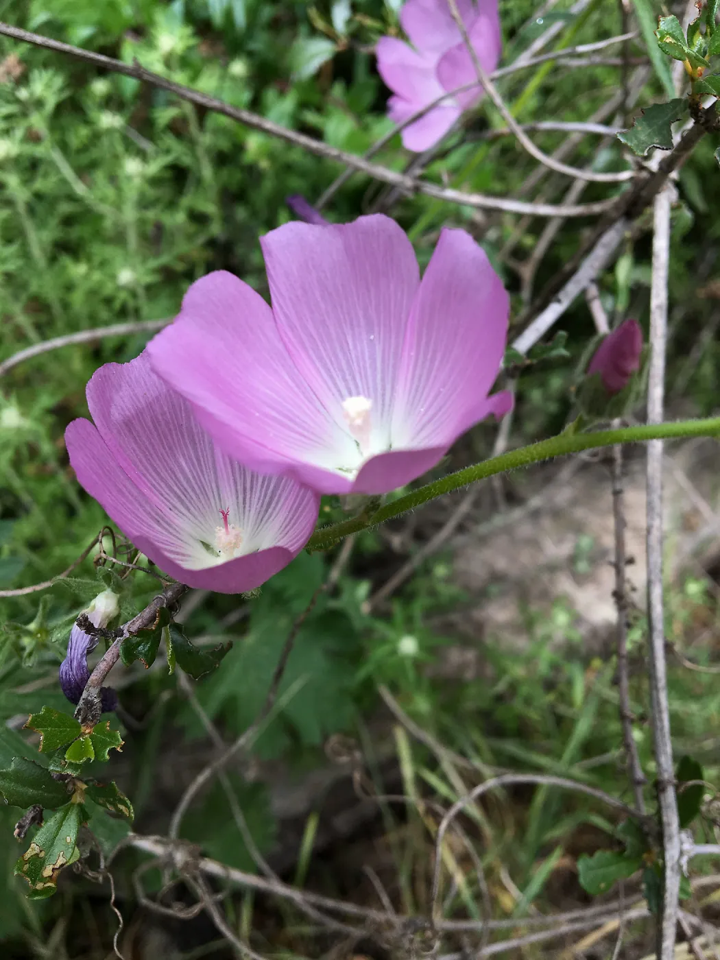 Sidalcea malviflora on Rattlesnake Trail
