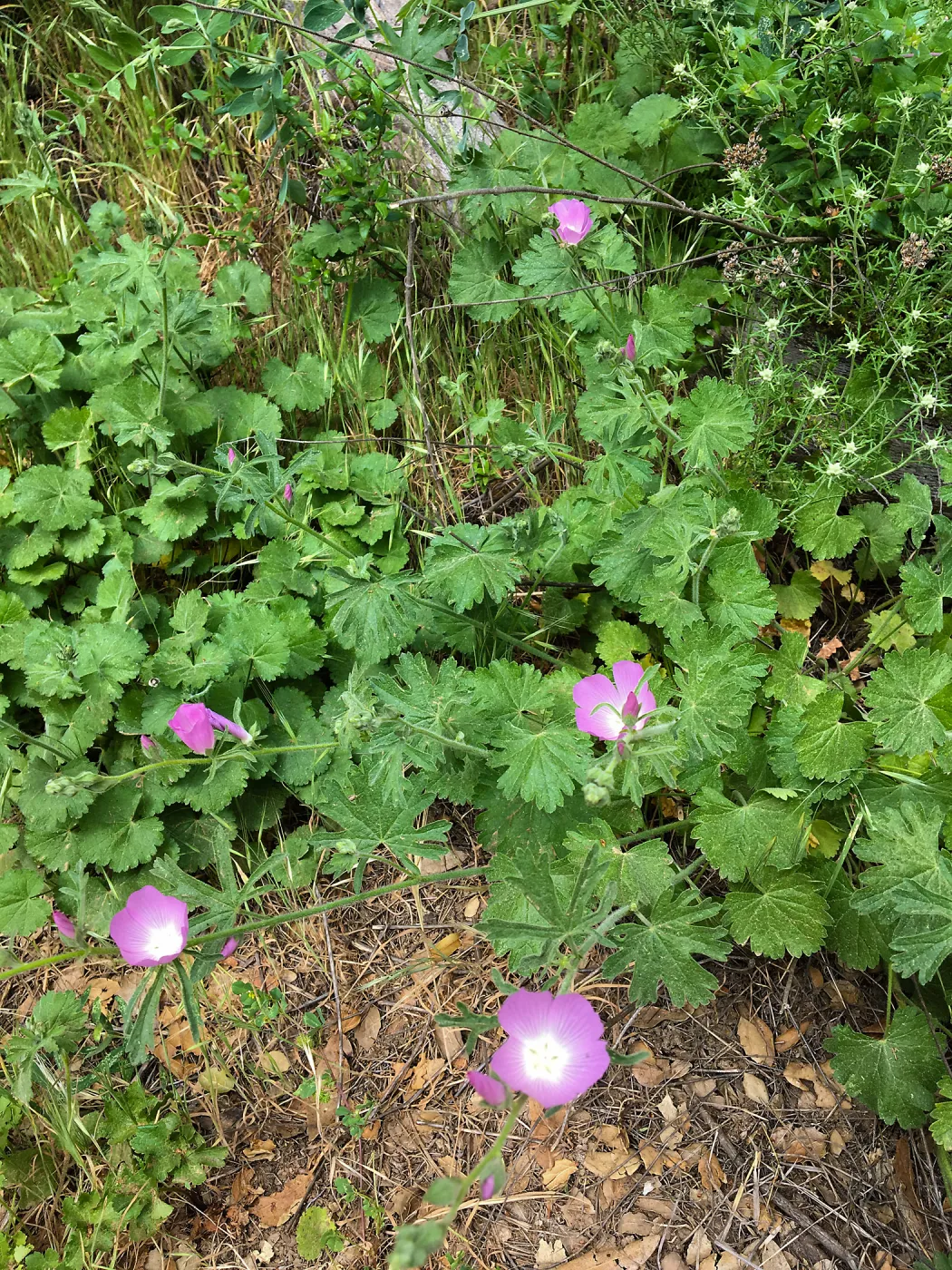 Sidalcea malviflora on Rattlesnake Trail