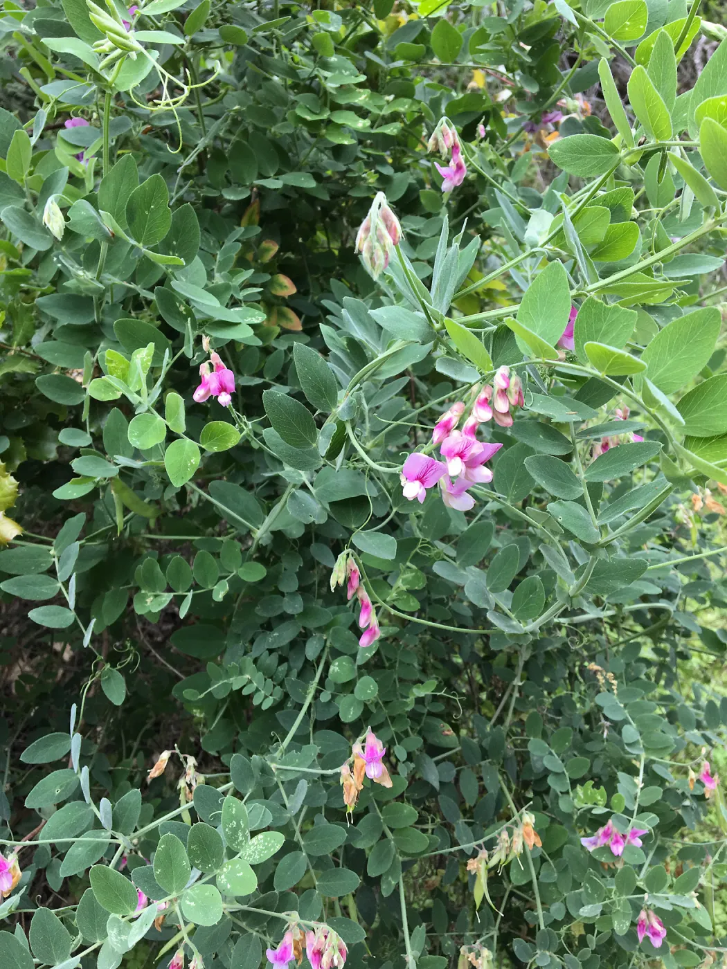 Lathyrus vestitus on Rattlesnake Trail