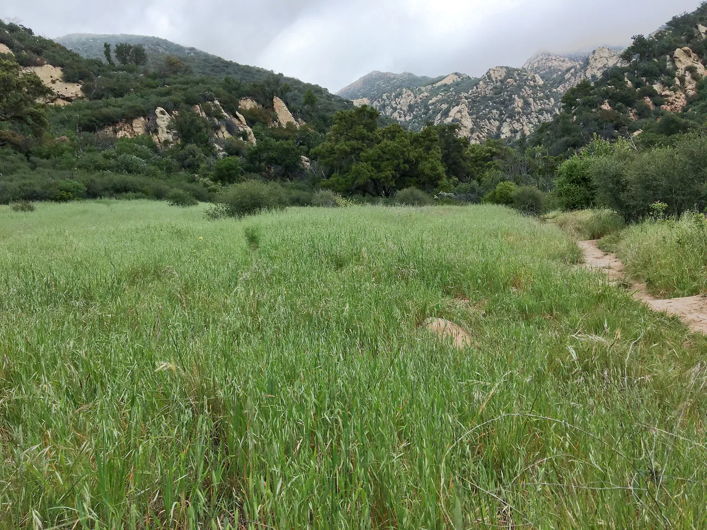 Rattlesnake Meadow on Rattlesnake Trail