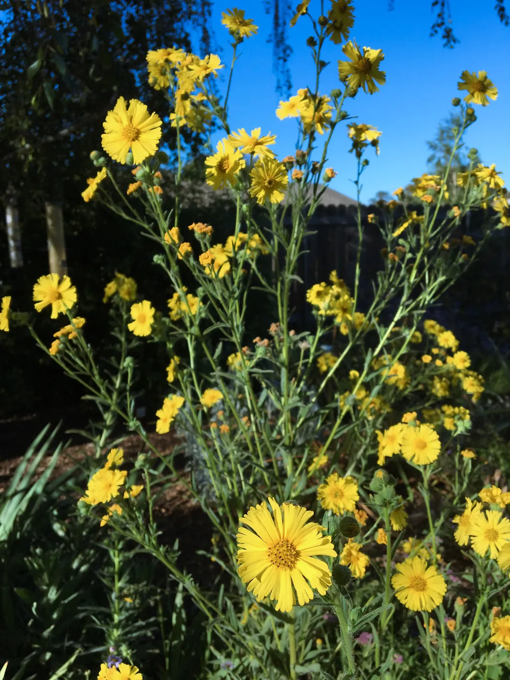 Madia elegans in Betsy Collins garden