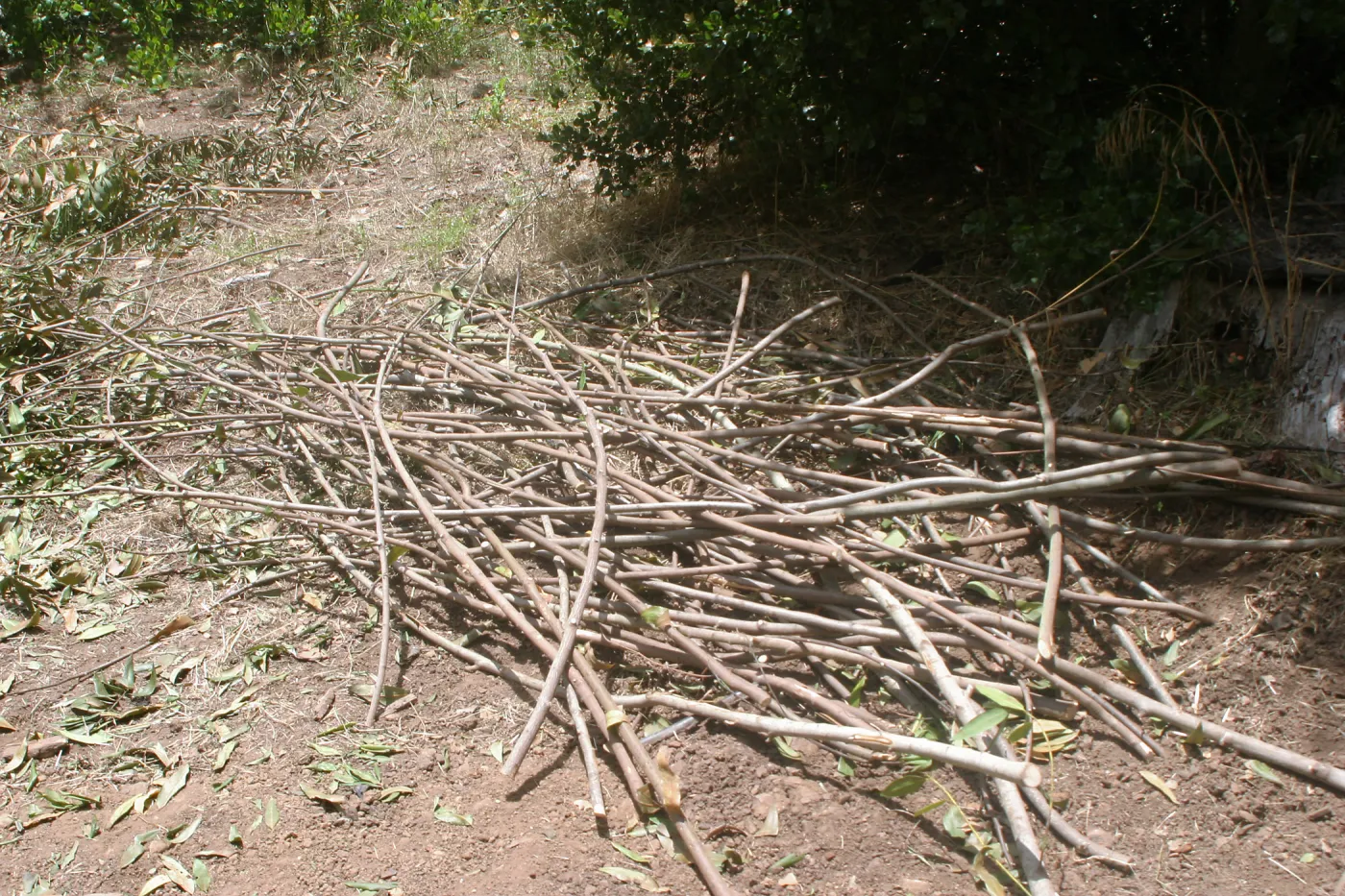 Saplings for construction of the Woodrat House Casita