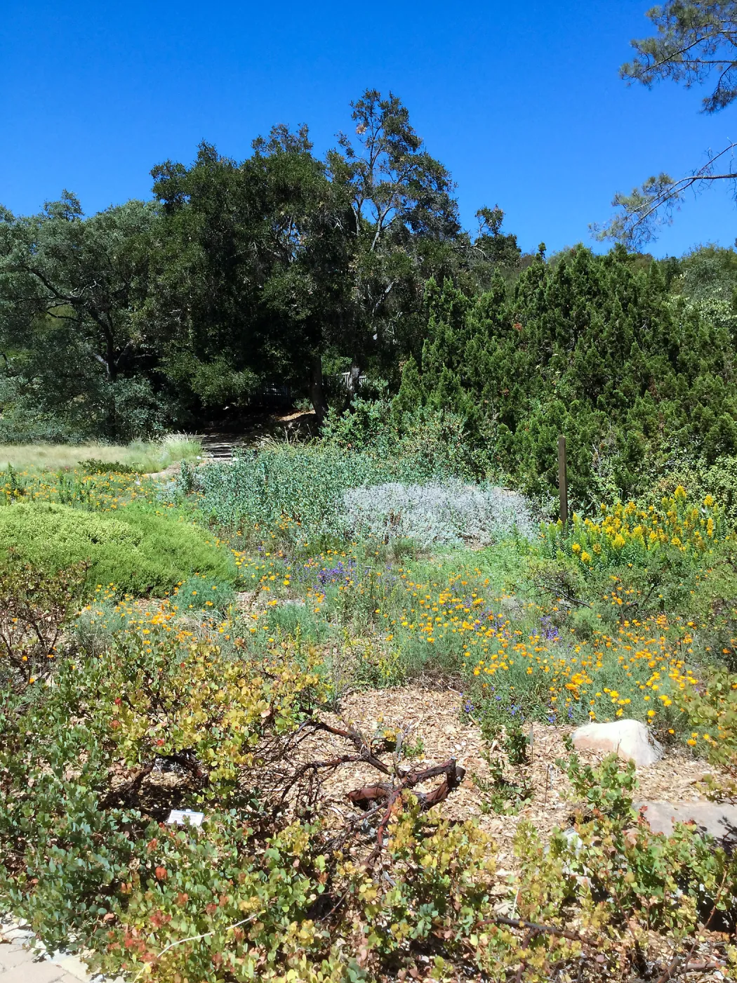Groundcover Display and Meadow